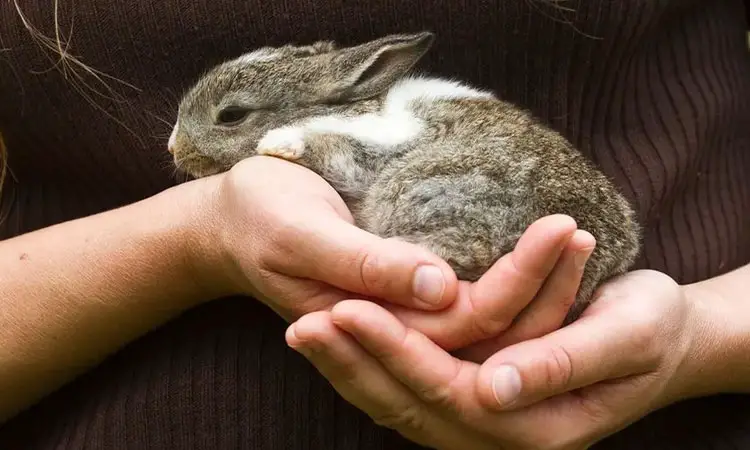 Los pros y contras de tener un conejo como mascota