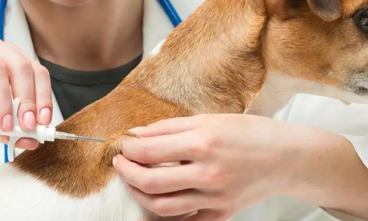 A continuación, te presento algunos remedios caseros efectivos para combatir pulgas y garrapatas en los perros: