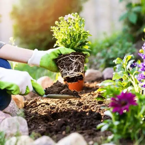 Consejos prácticos de jardinería para embellecer tu espacio verde