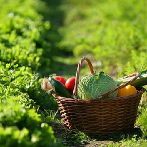 Cultiva un jardín orgánico: Beneficios y consejos de la jardinería ecológica