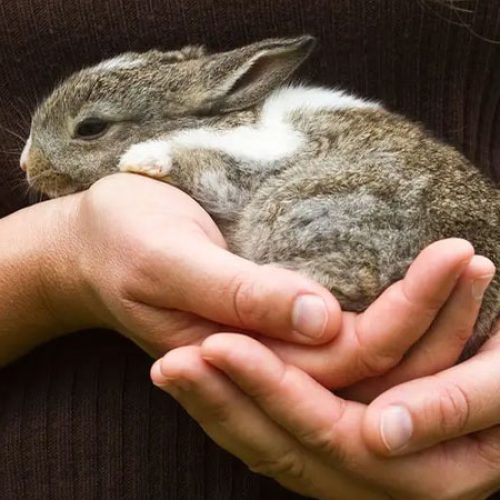 Los pros y contras de tener un conejo como mascota